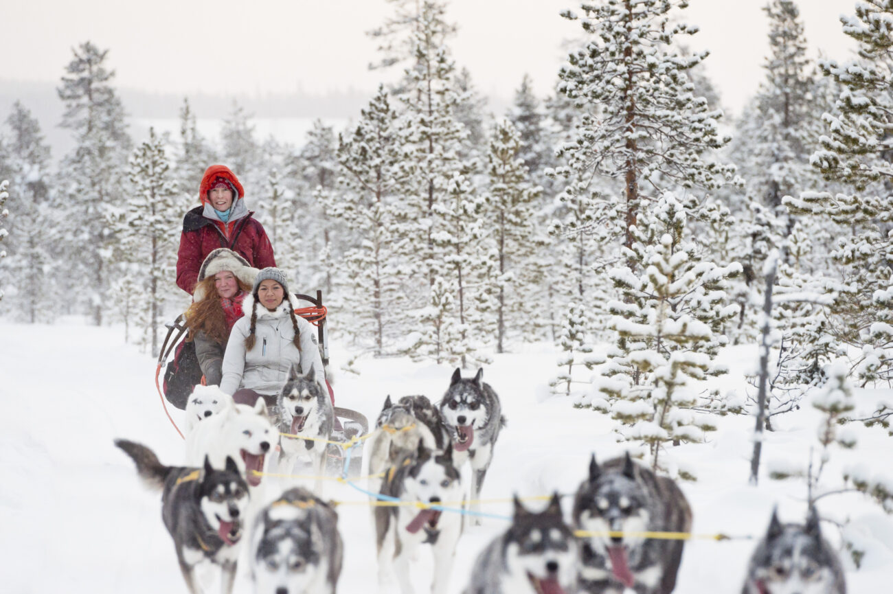 Husky sledding through a snowy forest